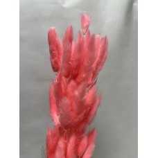 Сухоцвет Лагурус 60 см, ярко-розовый